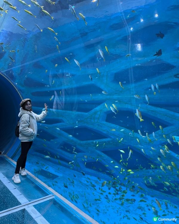 小梅沙 海洋世界   📍深圳遊 鹽田