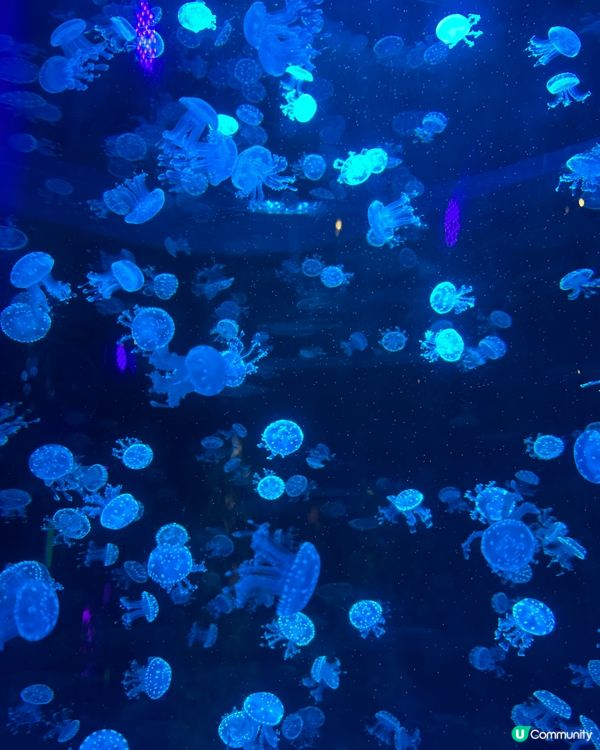 小梅沙 海洋世界   📍深圳遊 鹽田