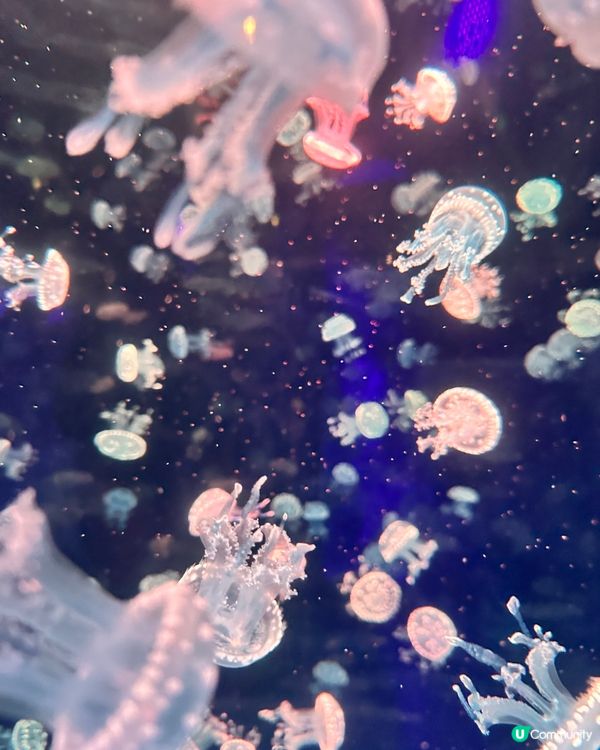 小梅沙 海洋世界   📍深圳遊 鹽田