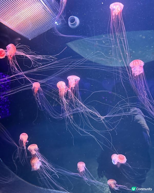 小梅沙 海洋世界   📍深圳遊 鹽田