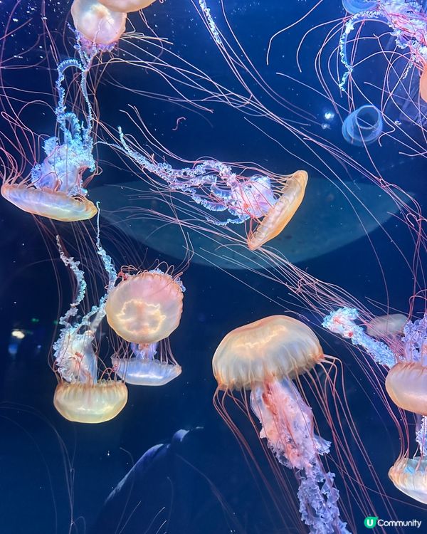 小梅沙 海洋世界   📍深圳遊 鹽田