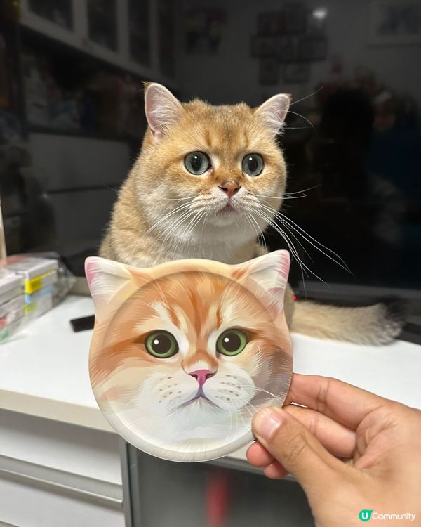 兩隻一樣嘅貓貓🐱