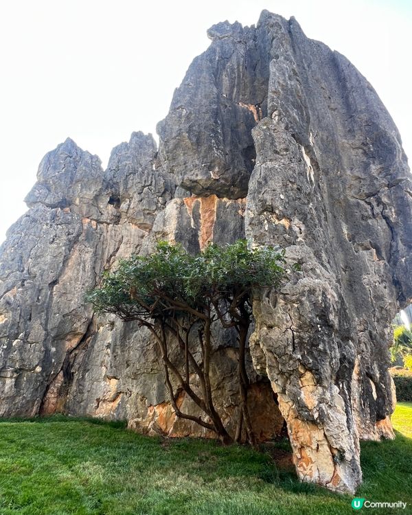 雲南石林之旅，打卡奇景！