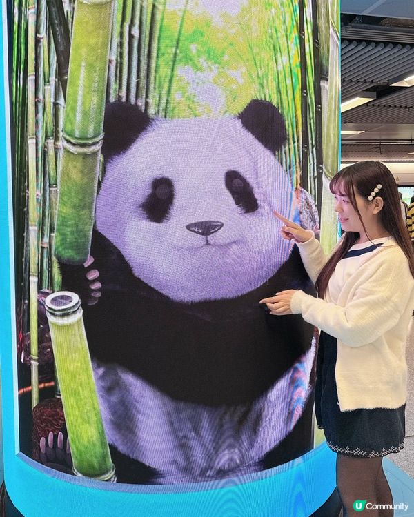 🐼可愛大熊貓打卡熱點📸｢大熊貓暢遊 MTR｣