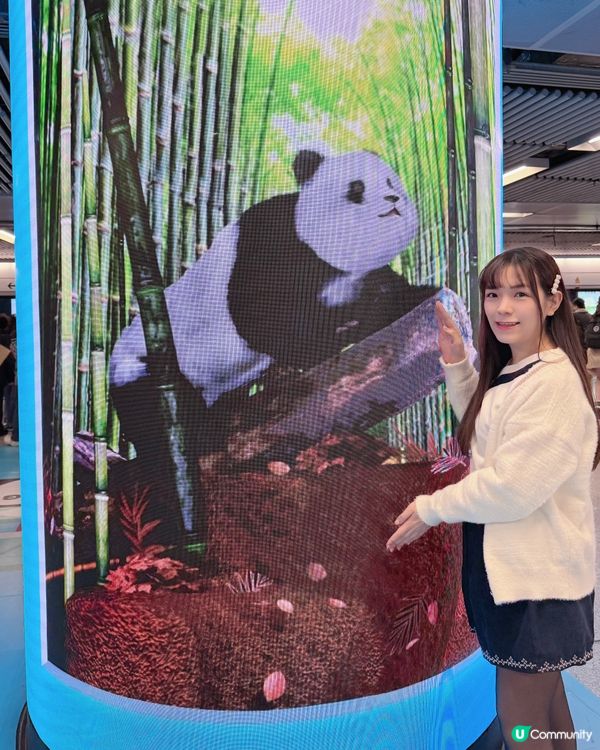 🐼可愛大熊貓打卡熱點📸｢大熊貓暢遊 MTR｣