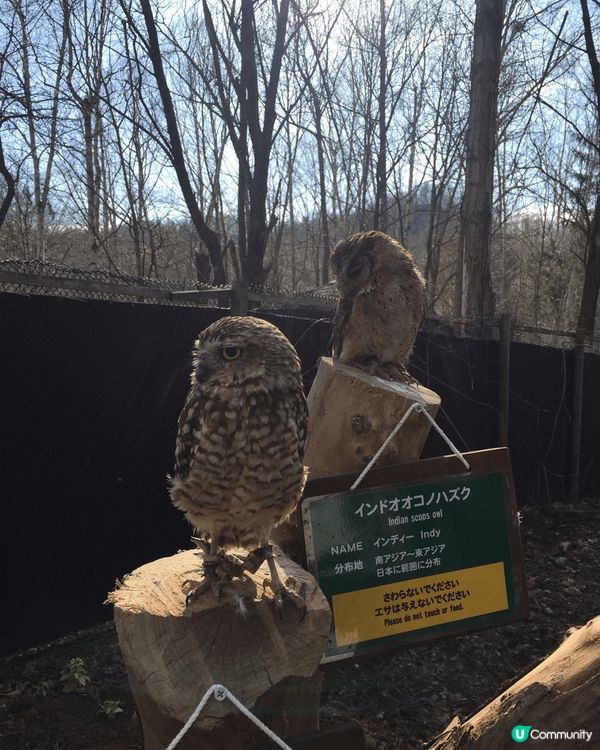 札幌動物園是一個令人放鬆且適合家庭遊玩的好地方。我最喜歡這裡...