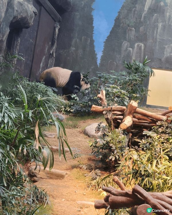 香港海洋公園，近期最熱門睇熊貓，太多人排隊，取票後排了一個小...