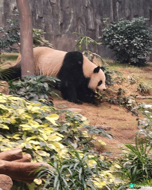 香港海洋公園，近期最熱門睇熊貓，太多人排隊，取票後排了一個小...