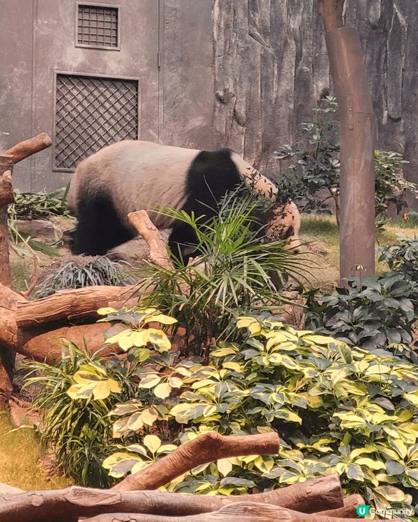 香港海洋公園，近期最熱門睇熊貓，太多人排隊，取票後排了一個小...