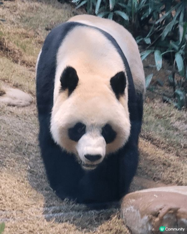 香港海洋公園，近期最熱門睇熊貓，太多人排隊，取票後排了一個小...
