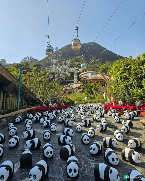 海洋公園今年有好多打卡位 大家可以去大熊貓竹夢之旅能感受沉浸...