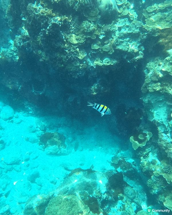 我喜歡到台灣的台東發及綠島旅行，因為台東的伯朗大道超級美麗，...