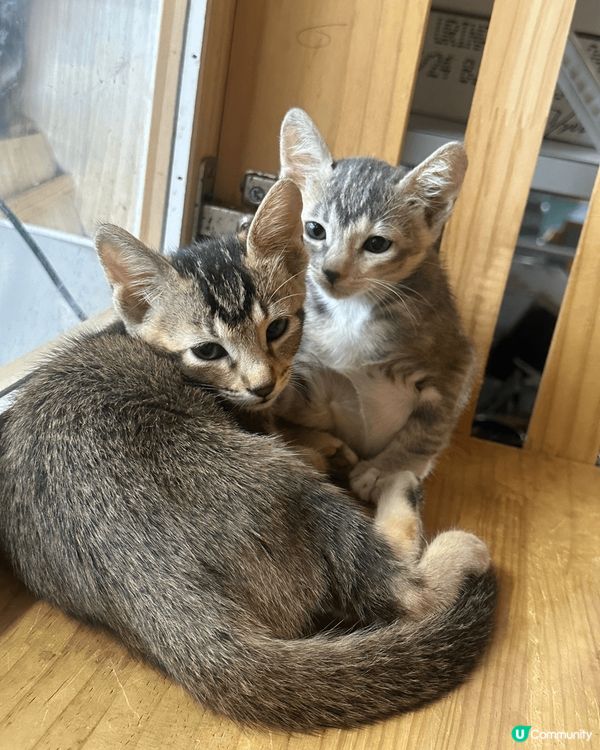 《寵物的秘密生活》講述寵物們在主人不在時的冒險，展現牠們的友...