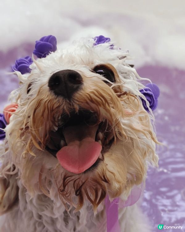 《寵物的秘密生活》講述寵物們在主人不在時的冒險，展現牠們的友...