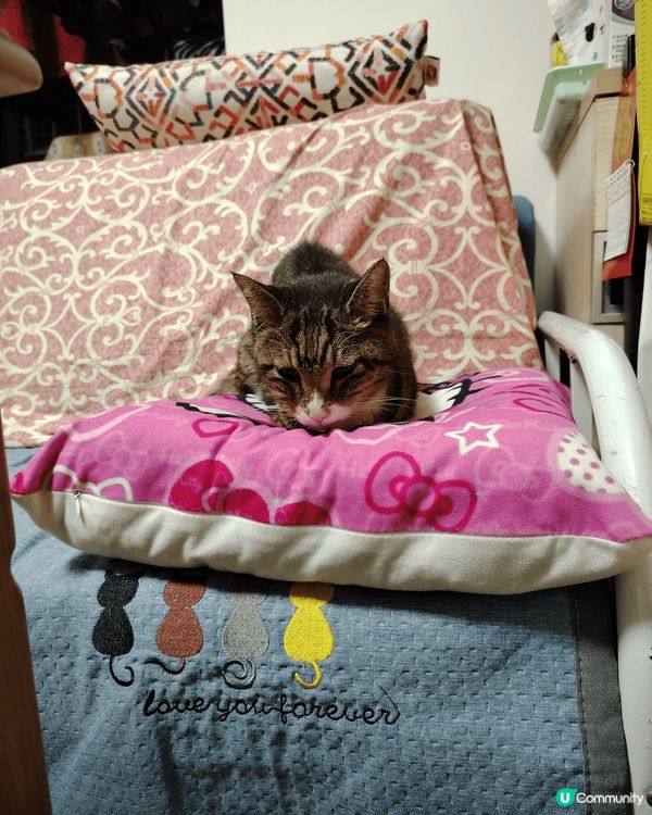 呢啲都係我和屋企人，同埋我屋企附近嘅環境，我都非常喜歡我自己...