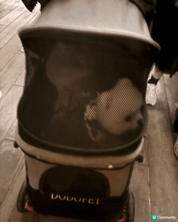 西九文化區，原因係相關地方可以讓毛孩放電及欣賞煙火匯演