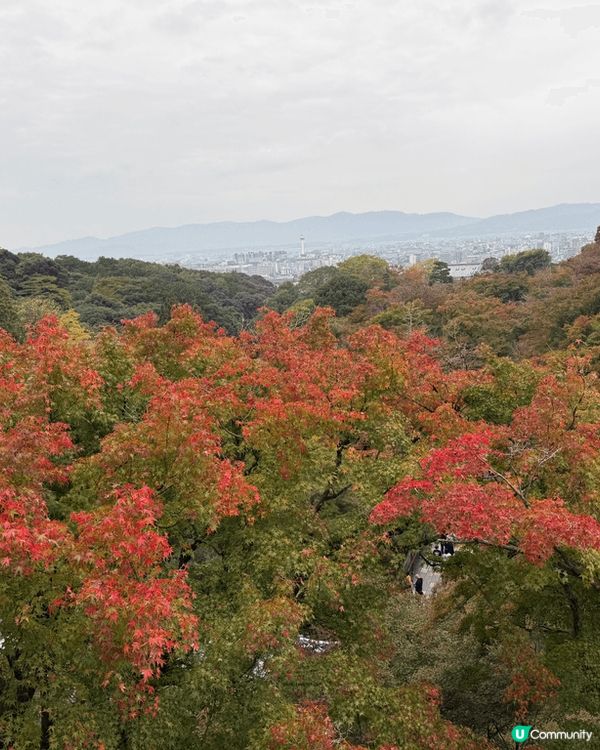 每個去日本大阪旅行的香港人都必去的打卡地方。超級靚非常好行。...