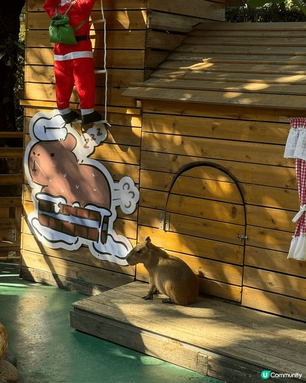 深圳WOWO窩窩萌寵森友會（世界之窗店）有很多動物也可餵飼，...