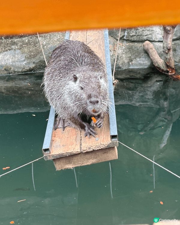 深圳WOWO窩窩萌寵森友會（世界之窗店）有很多動物也可餵飼，...