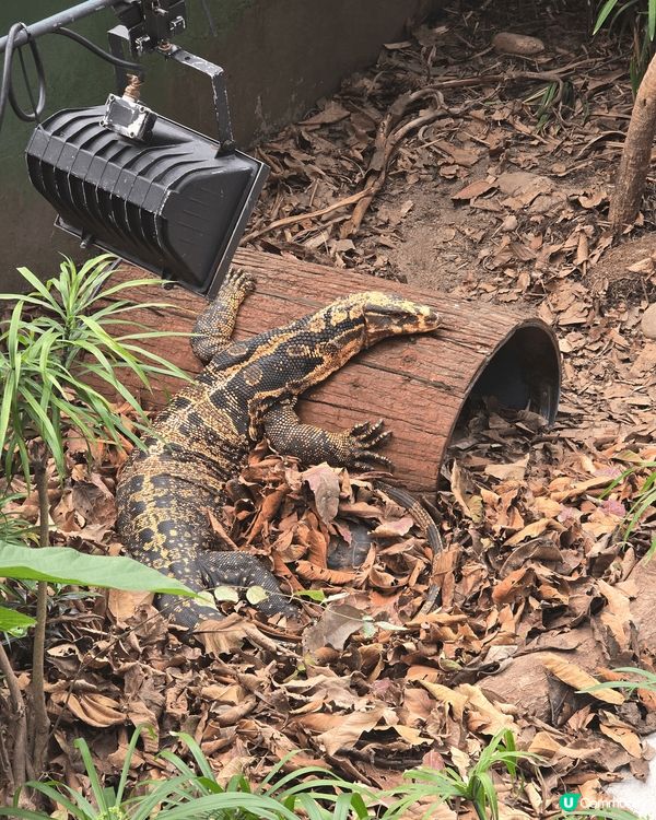 喜愛大自然，一定要去嘉道理農場。