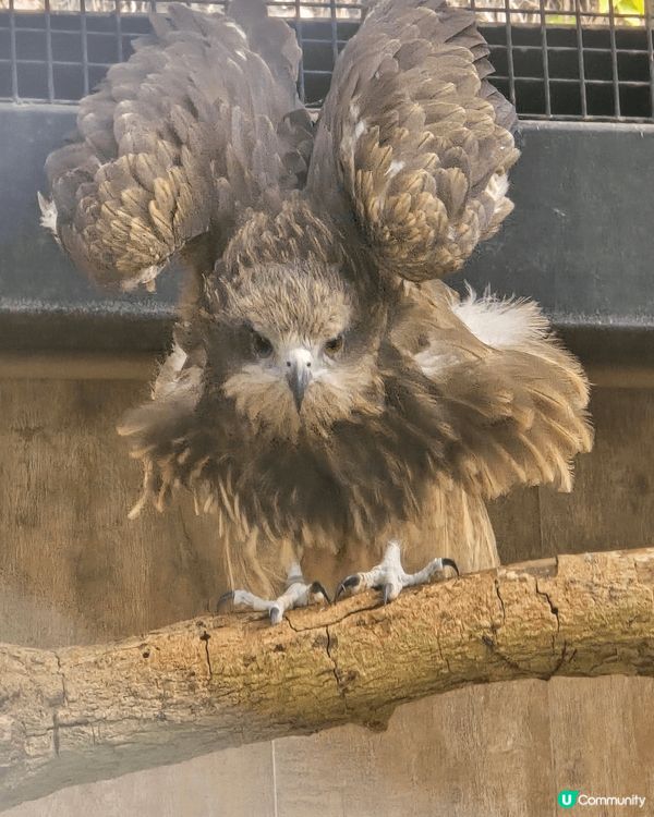 喜愛大自然，一定要去嘉道理農場。