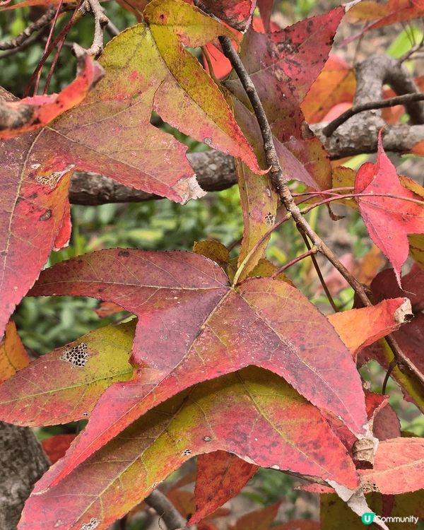 喜愛大自然，一定要去嘉道理農場。
