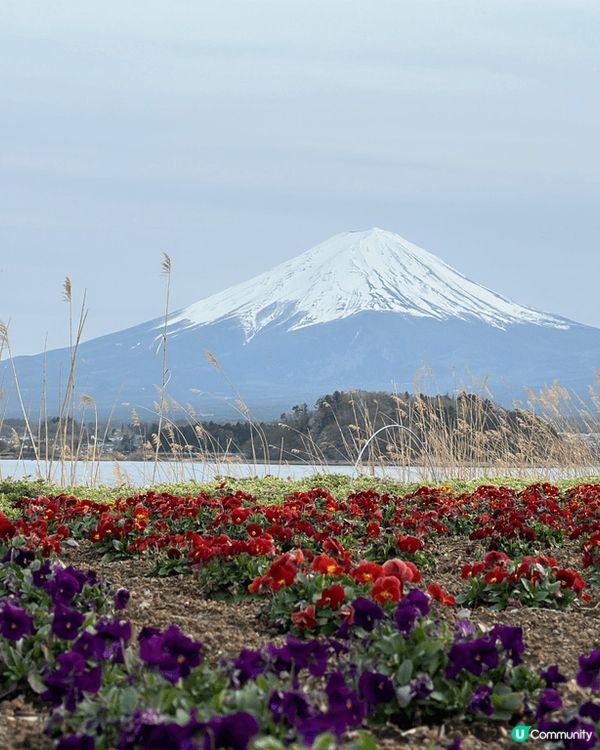 今年四月到日本看富士山，當天我們到大石公園。據知每年只有四分...