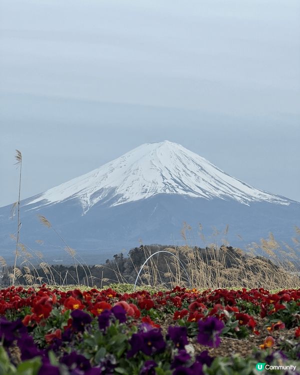 今年四月到日本看富士山，當天我們到大石公園。據知每年只有四分...