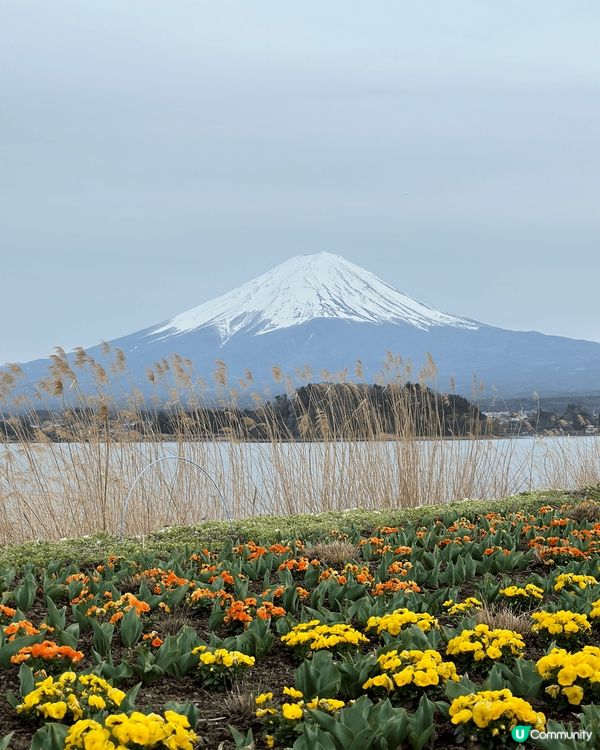 今年四月到日本看富士山，當天我們到大石公園。據知每年只有四分...