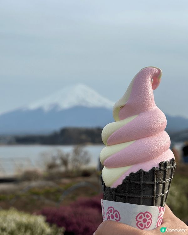 今年四月到日本看富士山，當天我們到大石公園。據知每年只有四分...