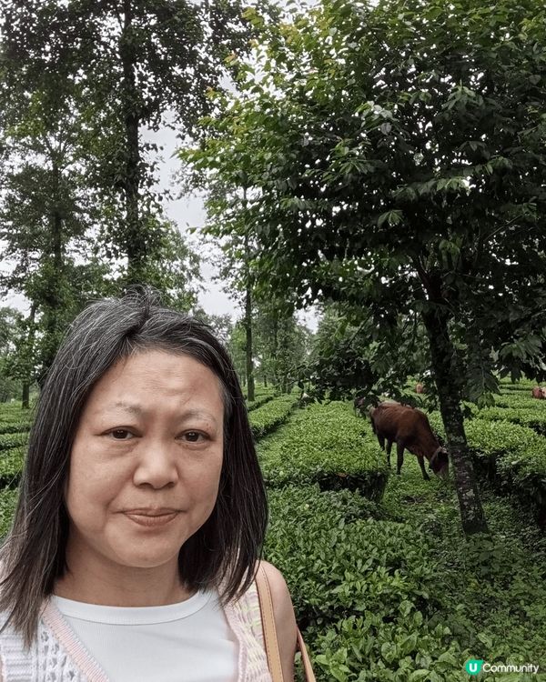 雲南是1個空氣清新的地方,有好多樹林