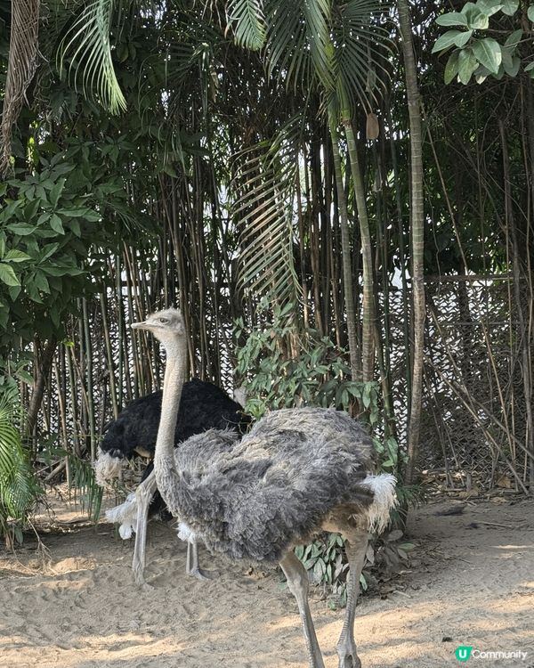 廣州長隆飛鳥樂園，鳥類天堂！🐦✨
