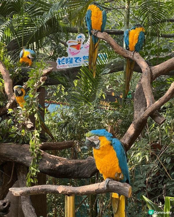 廣州長隆飛鳥樂園，鳥類天堂！🐦✨