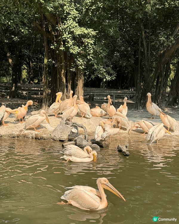 廣州長隆飛鳥樂園，鳥類天堂！🐦✨