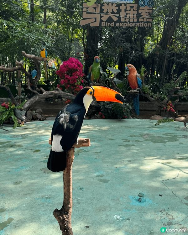 廣州長隆飛鳥樂園，鳥類天堂！🐦✨