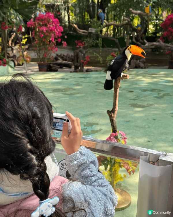 廣州長隆飛鳥樂園，鳥類天堂！🐦✨