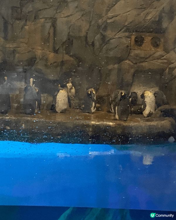 尖沙咀半島酒店，打卡一流，美美的外觀，