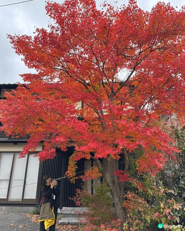 由布院金鱗湖好靚，再配埋紅葉季，超正