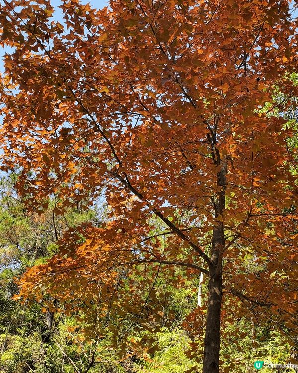 這個季節最好去行山睇红葉。天氣乾爽又唔太曬。