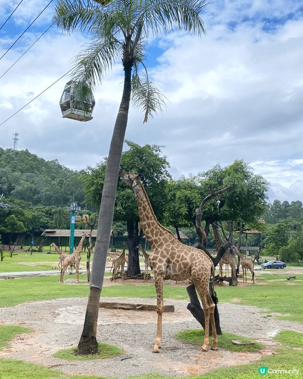 推薦廣州長隆熊貓樂園以及野生動物世界，可以和小朋友渡過一個美...