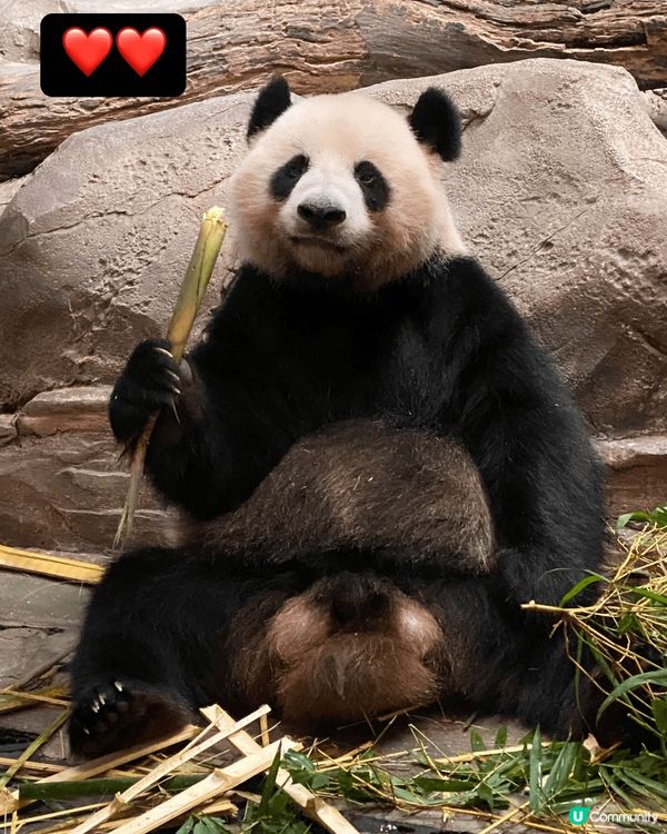 推薦廣州長隆熊貓樂園以及野生動物世界，可以和小朋友渡過一個美...