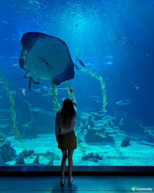 濟洲水上星球水族館 Aqua Planet JEJU🐟