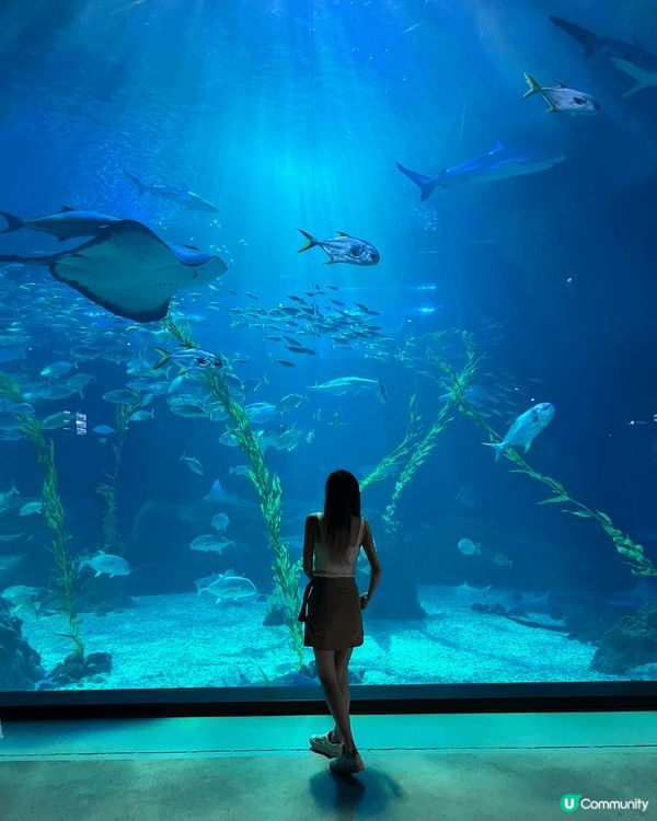 濟洲水上星球水族館 Aqua Planet JEJU🐟
