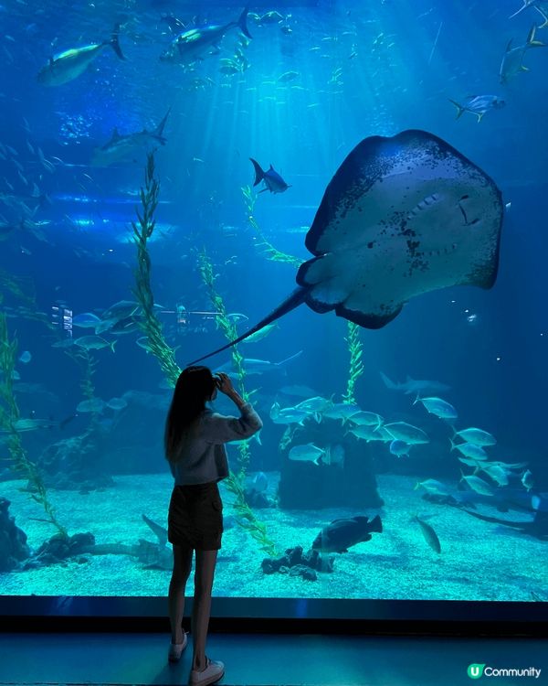 濟洲水上星球水族館 Aqua Planet JEJU🐟