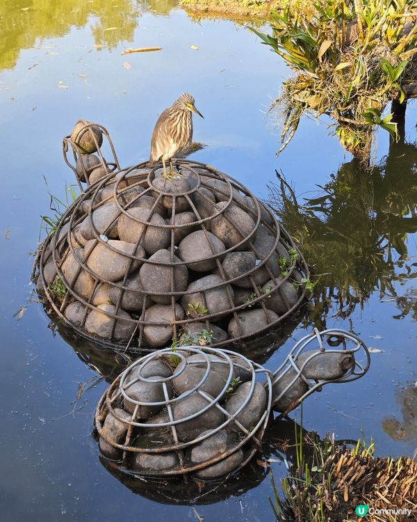 位於深圳市東北郊的仙湖植物公園是老幼家庭歡聚的好地方，全園分...