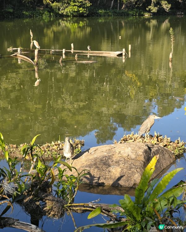 位於深圳市東北郊的仙湖植物公園是老幼家庭歡聚的好地方，全園分...