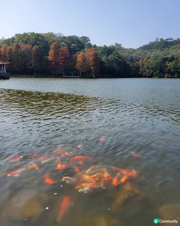 深圳仙湖公園