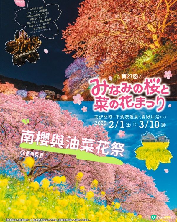 【📣賞花啦🌸】南伊豆町的南櫻與油菜花祭