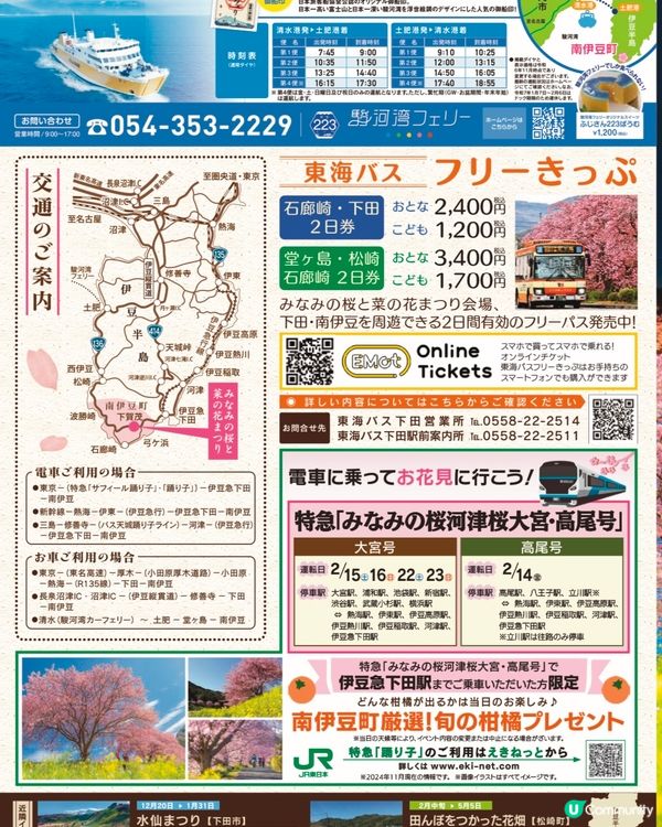 【📣賞花啦🌸】南伊豆町的南櫻與油菜花祭