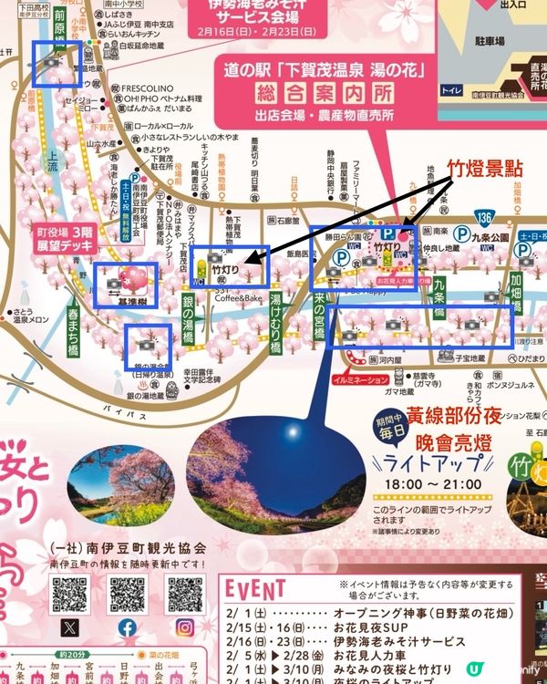 【📣賞花啦🌸】南伊豆町的南櫻與油菜花祭